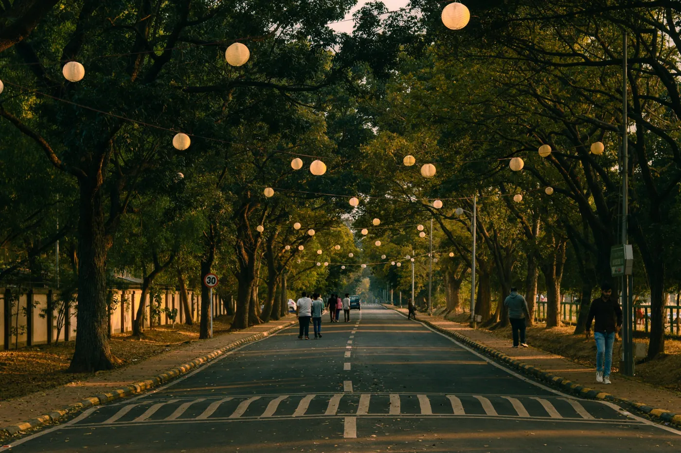 Tree-lined avenue strung with paper lanterns at golden hour